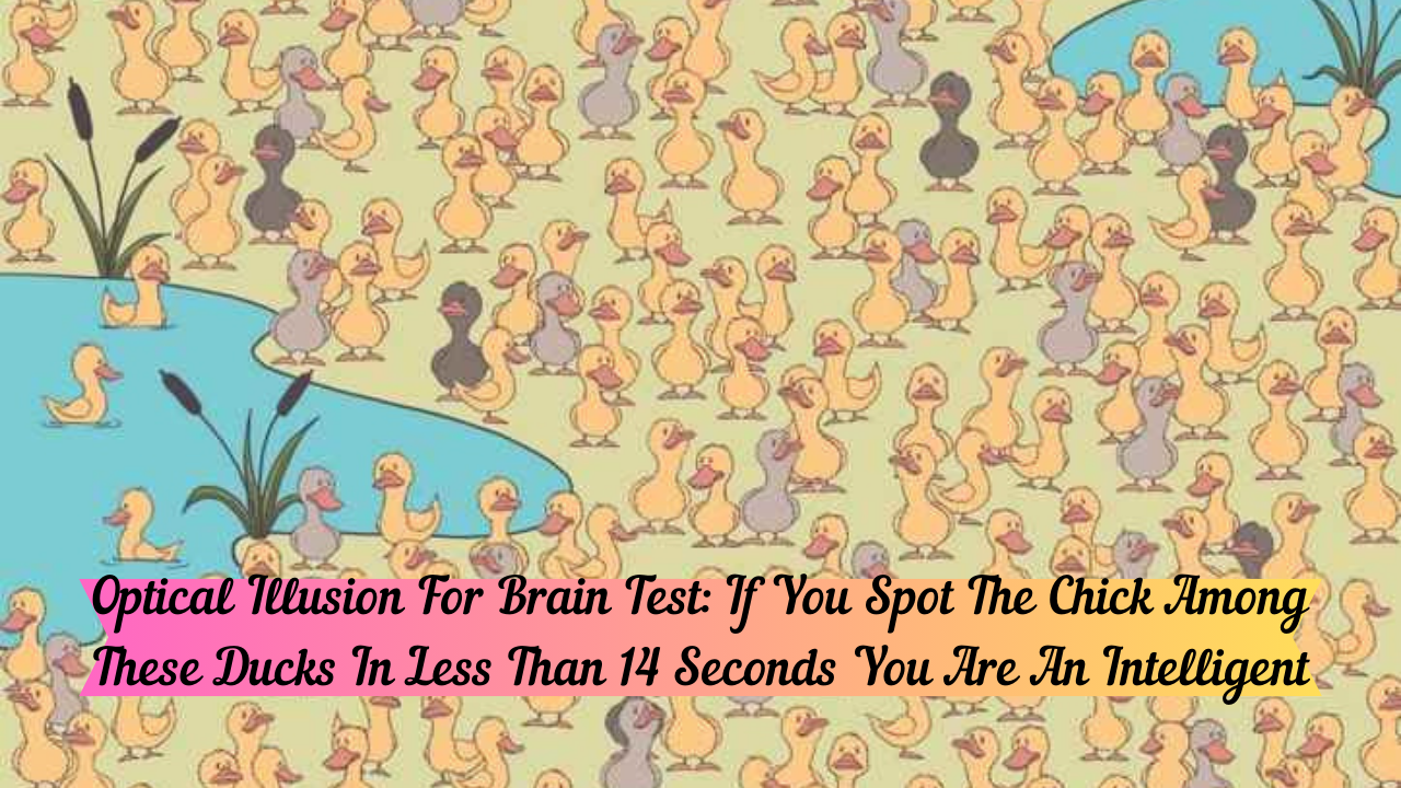 Optical Illusion For Brain Test: If You Spot The Chick Among These Ducks In Less Than 14 Seconds You Are An Intelligent